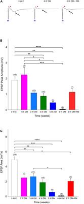 Reversible Loss of Hippocampal Function in a Mouse Model of Demyelination/Remyelination